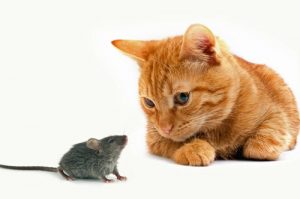 بازی موش و گربه